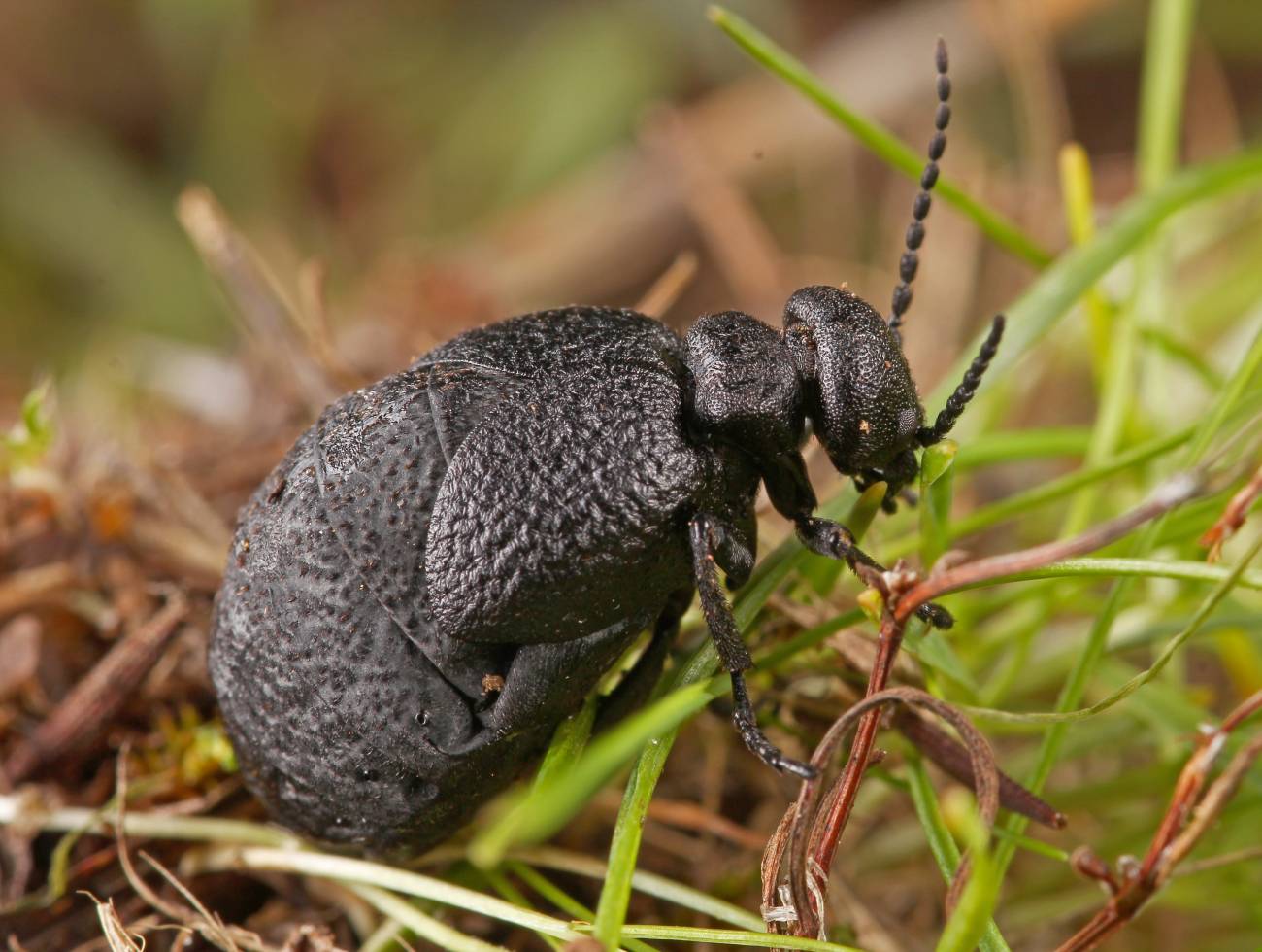 Descubren una especie nueva de escarabajo en el centro de Espana
