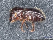 EuWallaecia fornicatus