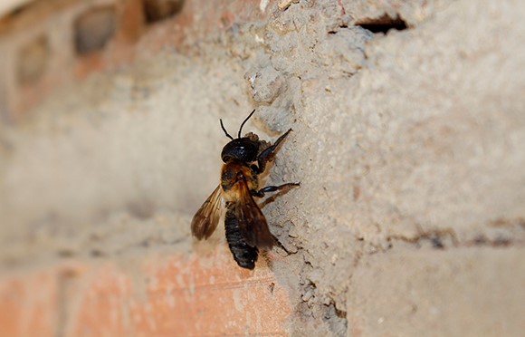 debate restaurante Premonición Distrito Forestal - La abeja gigante de la resina llega a Cataluña