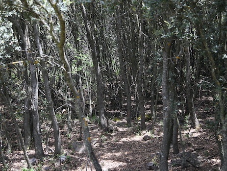 biomasa bosque sin gestionar osbo