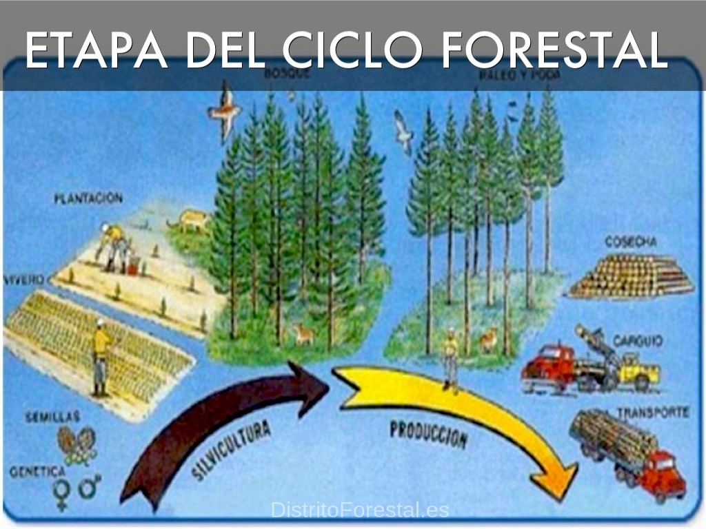 ciclo forestal duralde