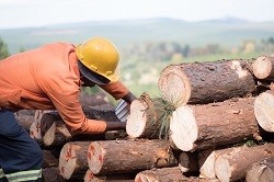foto madera en sudafrica