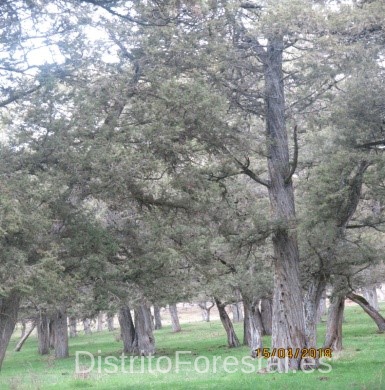 juniperus thuriefar