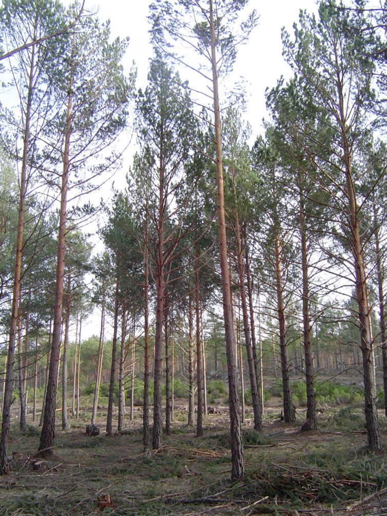 pinar de pino silvestre tras clara Soria
