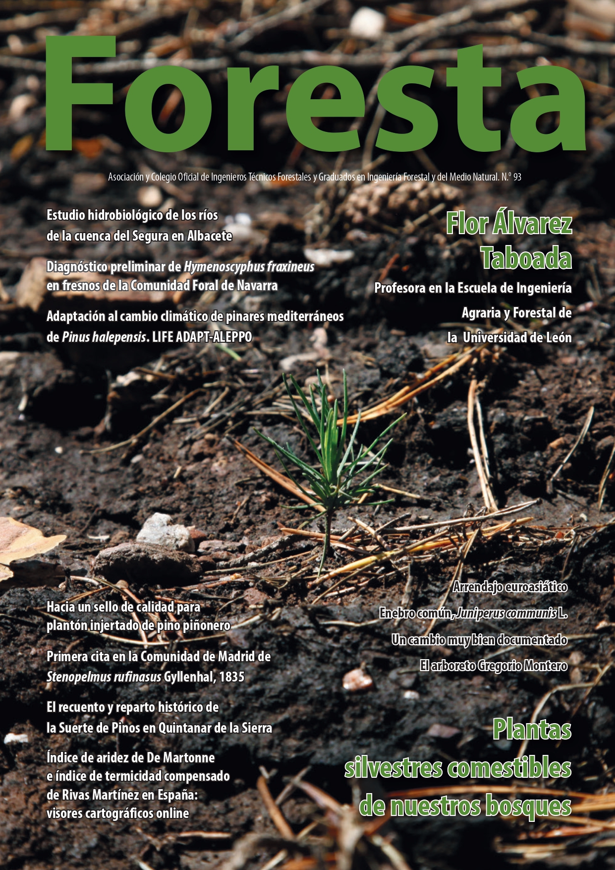 portada foresta 93